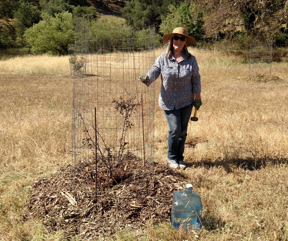 Deborah next to a weeded, mulched, caged, watered and happy oak tree!